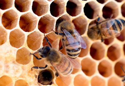bee